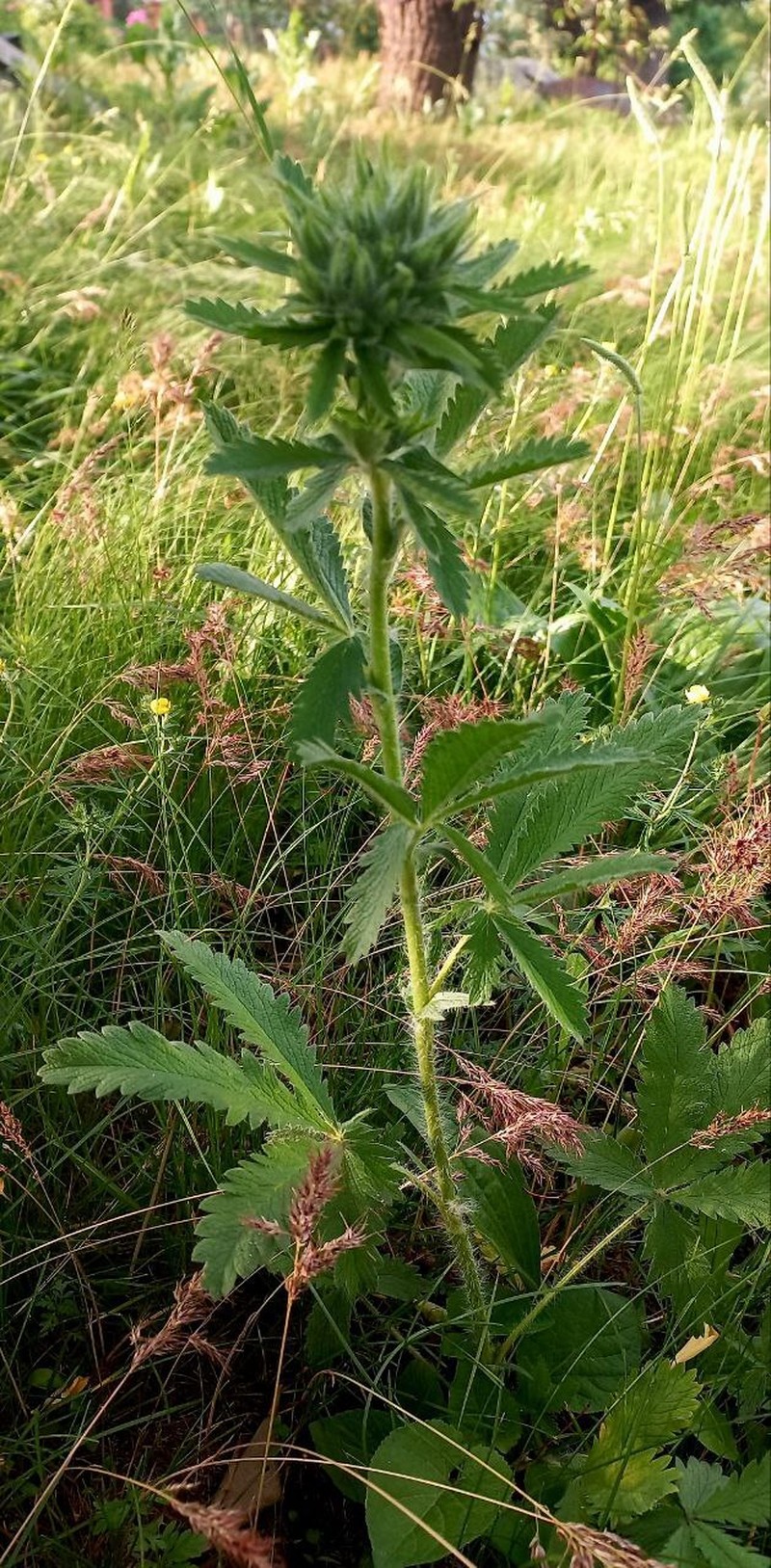 Potentilla recta subsp. pilosa