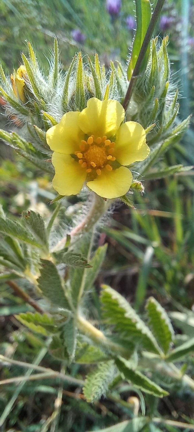 Potentilla recta subsp. pilosa photo 2