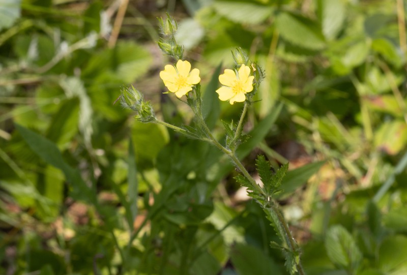 Potentilla recta subsp. pilosa photo 3