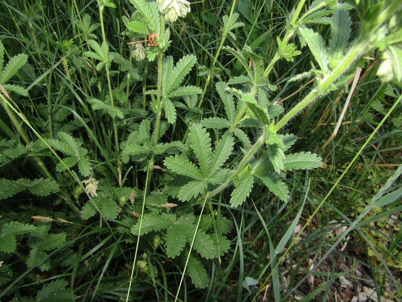 Potentilla recta subsp. pilosa photo 4