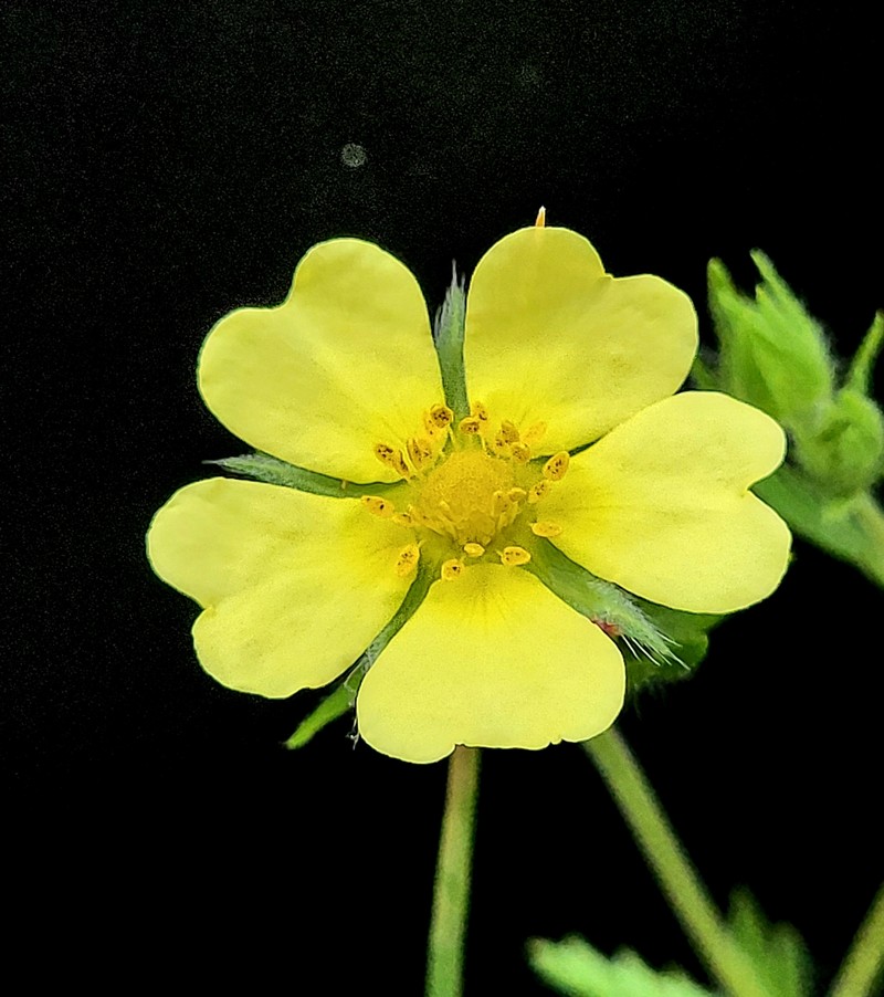 Potentilla recta subsp. recta