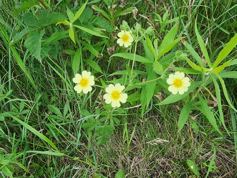 Potentilla recta subsp. recta photo 2