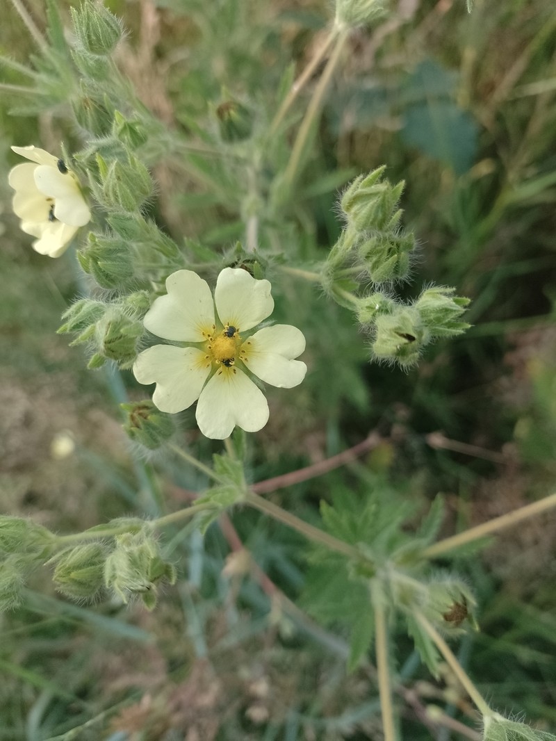 Potentilla recta subsp. recta photo 3