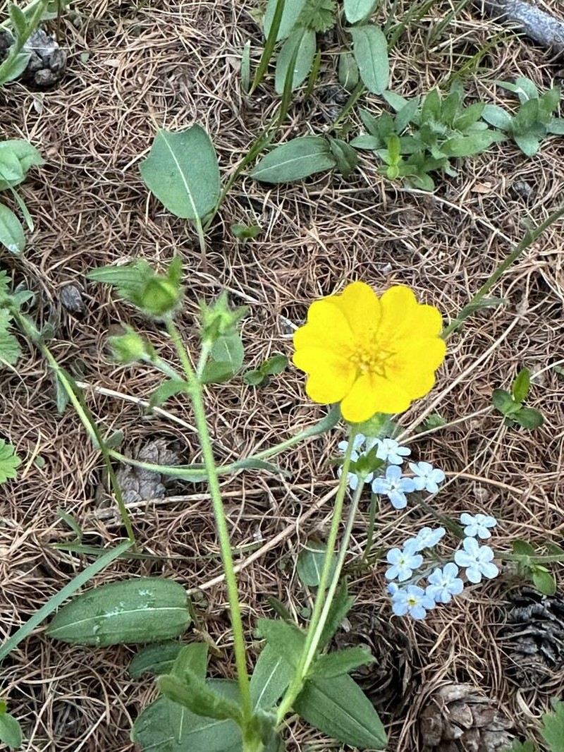 Potentilla regeliana