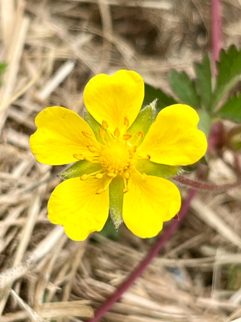 Creeping Cinquefoil photo 2
