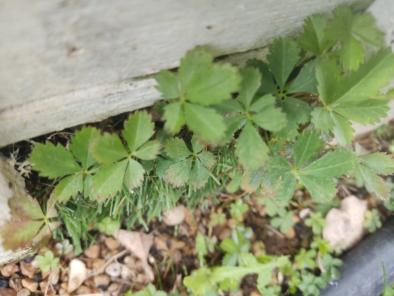 Creeping Cinquefoil photo 3