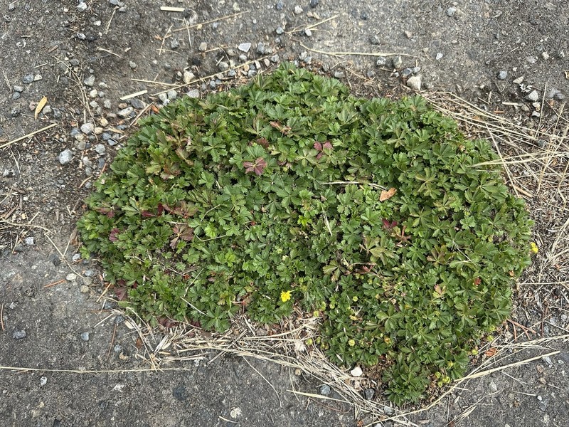 Creeping Cinquefoil photo 4
