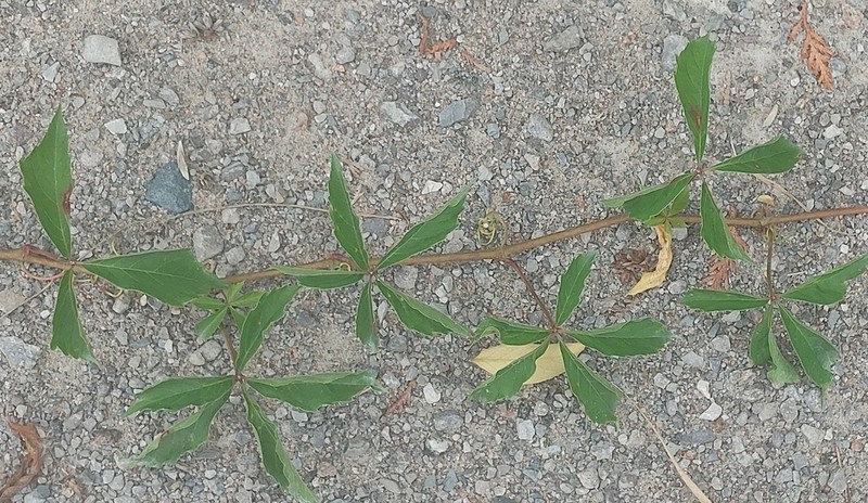 Creeping Cinquefoil photo 5