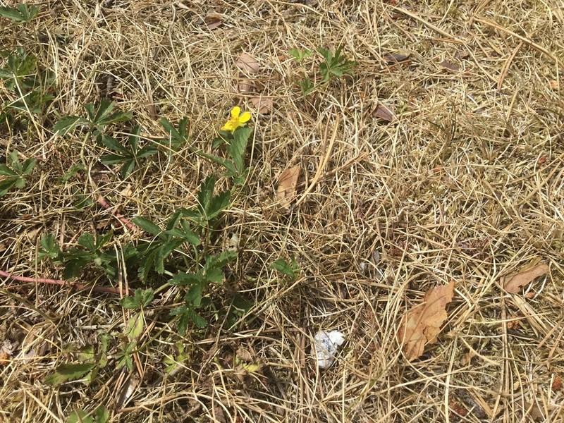 Creeping Cinquefoil photo 6