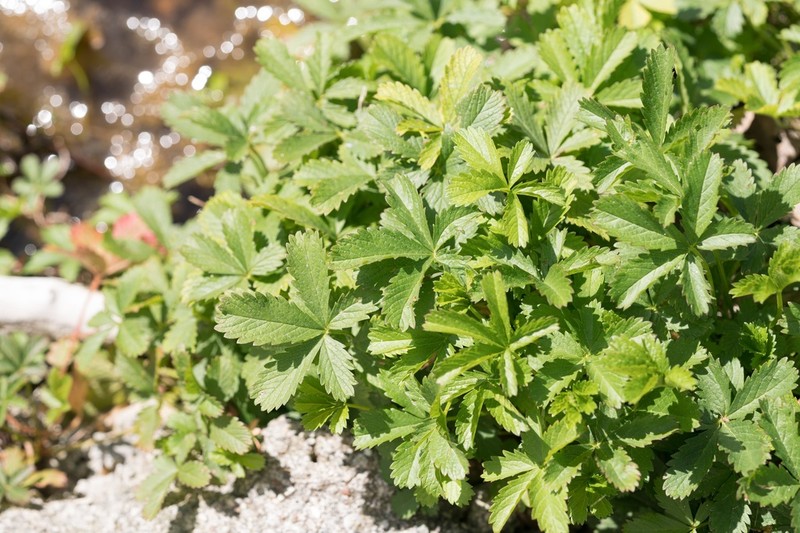 Creeping Cinquefoil photo 7