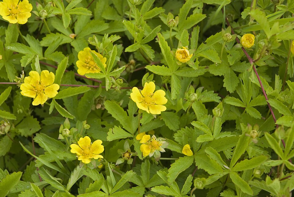 Creeping Cinquefoil