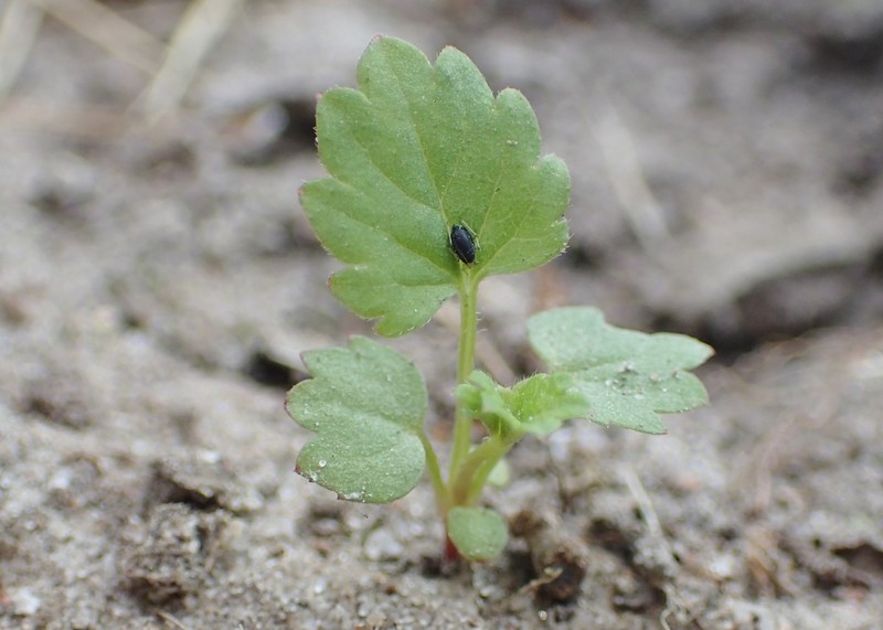 Creeping Cinquefoil photo 2