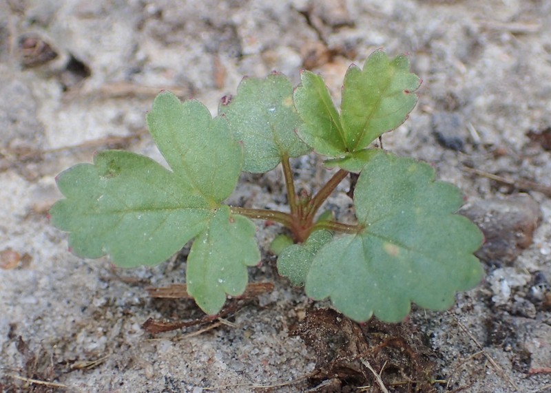 Creeping Cinquefoil photo 3