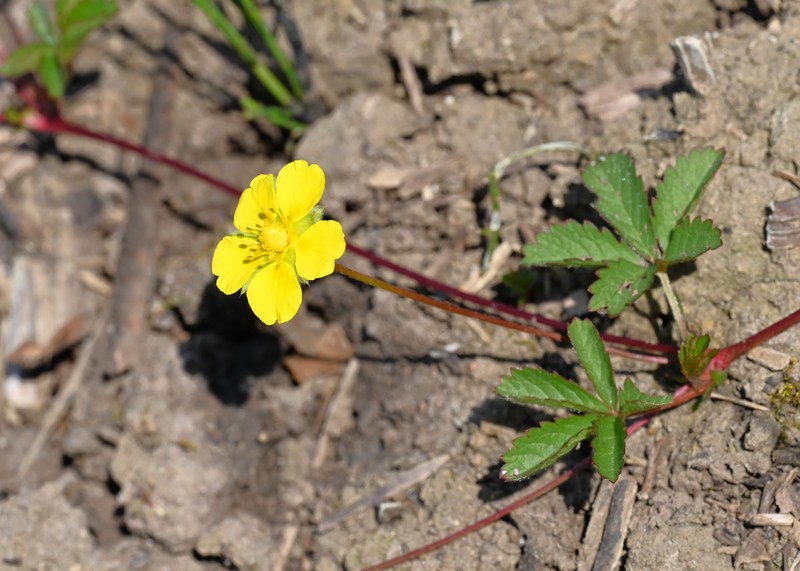 Creeping Cinquefoil photo 4