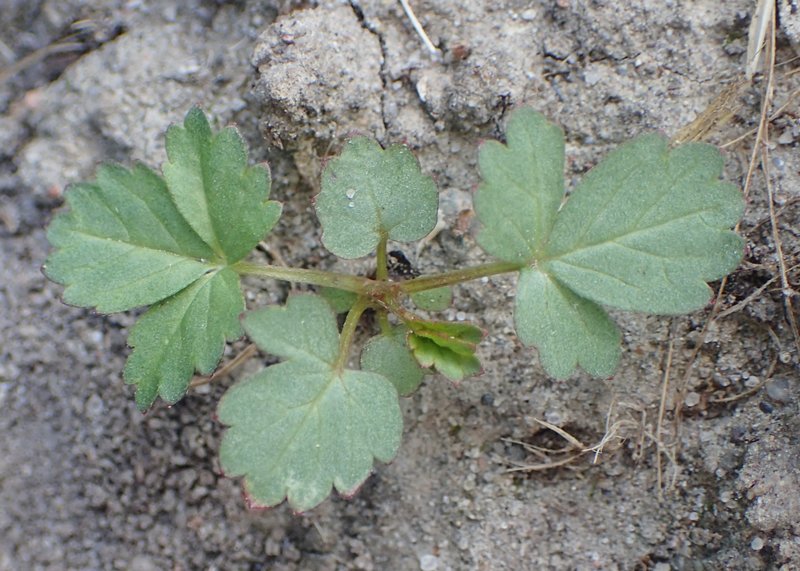 Creeping Cinquefoil photo 5