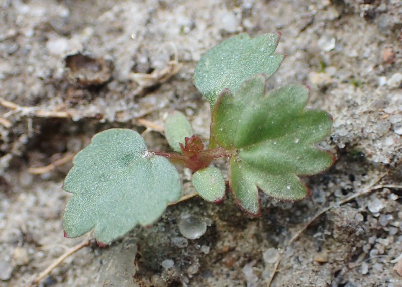 Creeping Cinquefoil photo 6