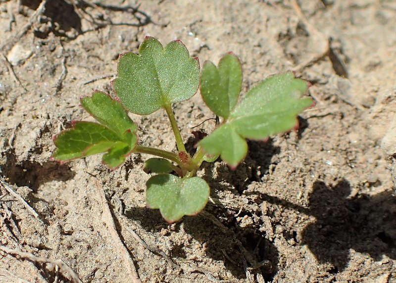 Creeping Cinquefoil photo 7