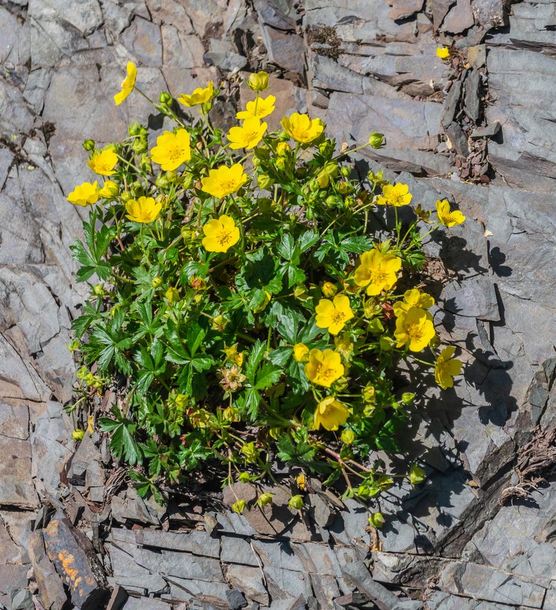 Creeping Cinquefoil photo 8