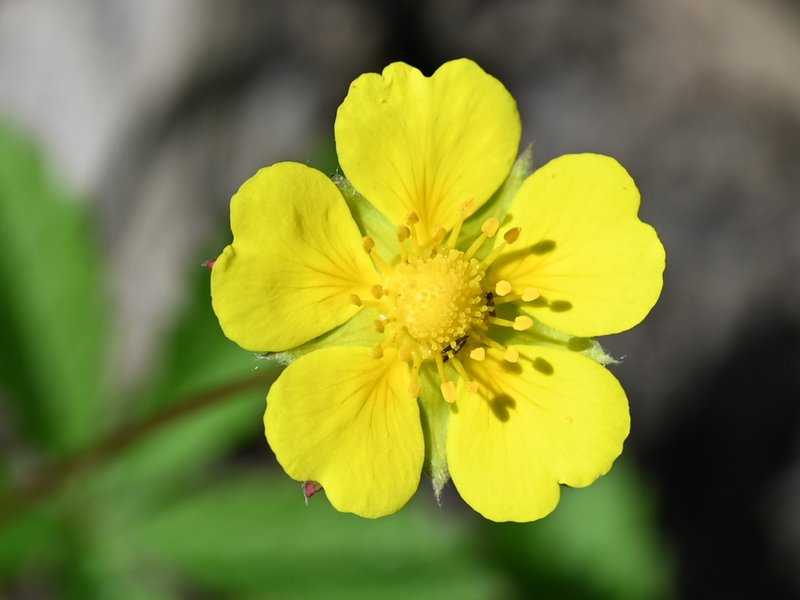 Creeping Cinquefoil photo 9