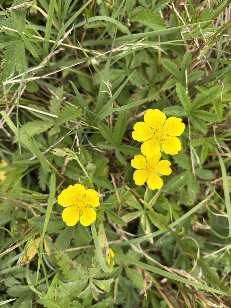 Potentilla reptans var. reptans