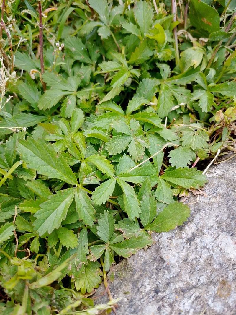 Potentilla reptans var. reptans photo 2