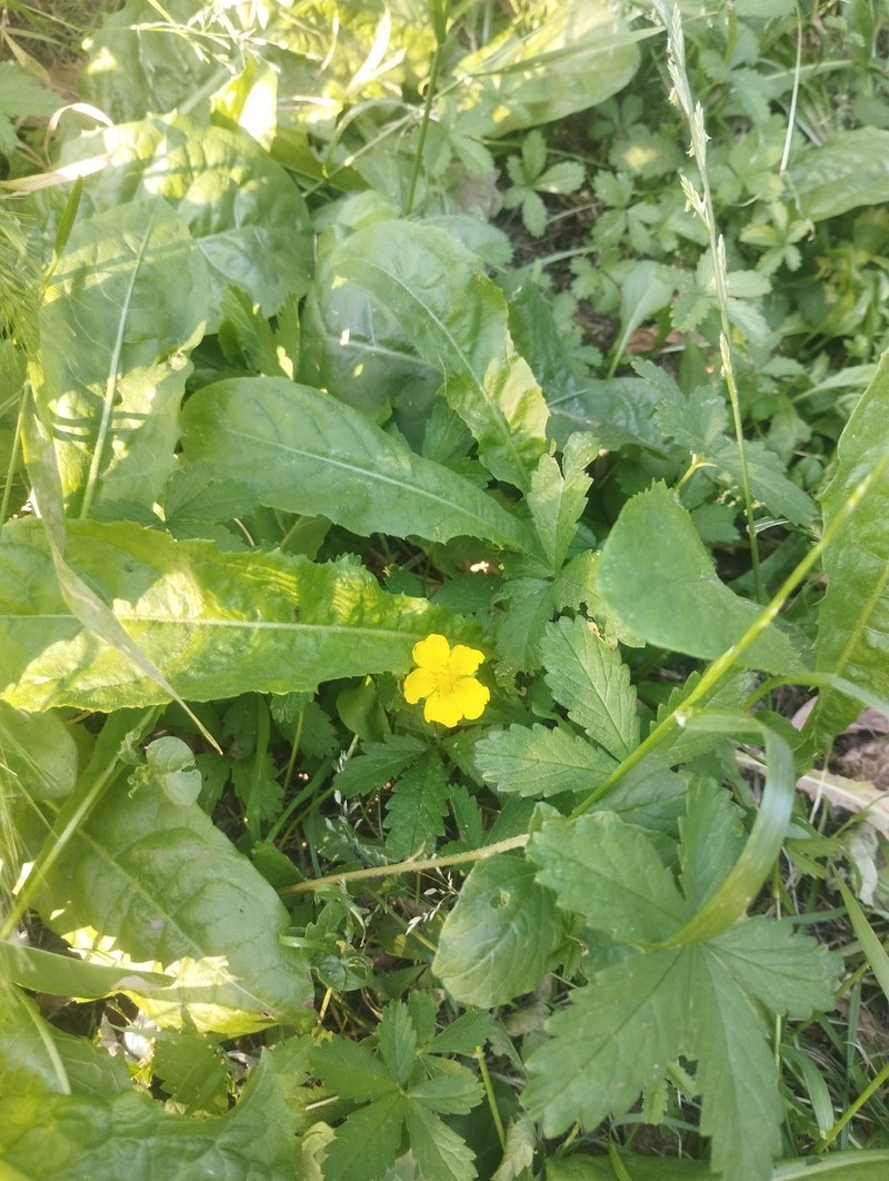 Potentilla reptans var. reptans photo 3