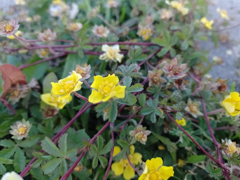 Potentilla reptans var. reptans photo 4