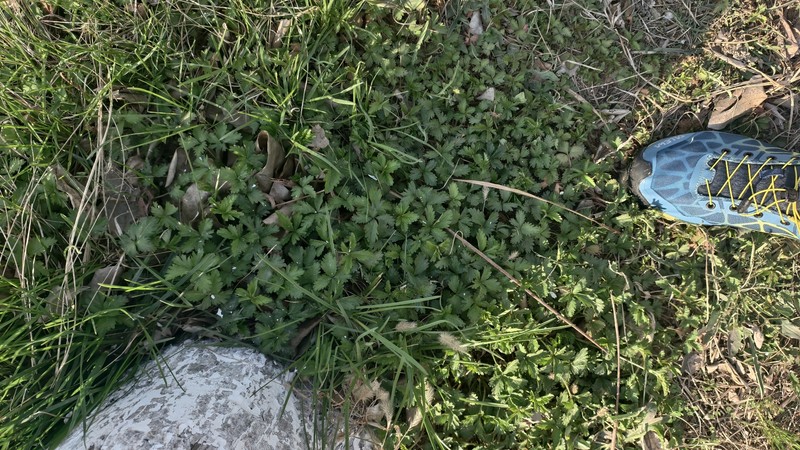 Potentilla reptans var. sericophylla