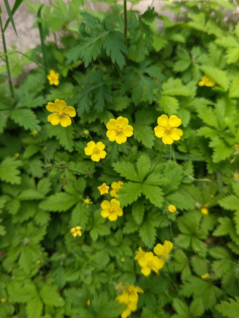 Potentilla reptans var. sericophylla photo 2