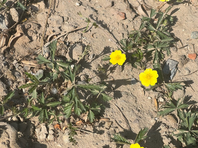 Potentilla reptans var. sericophylla photo 3