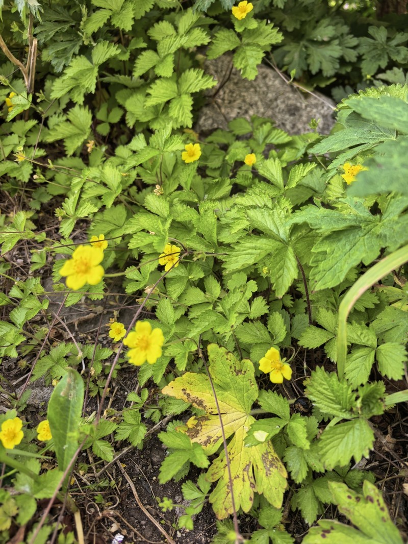 Potentilla reptans var. sericophylla photo 4