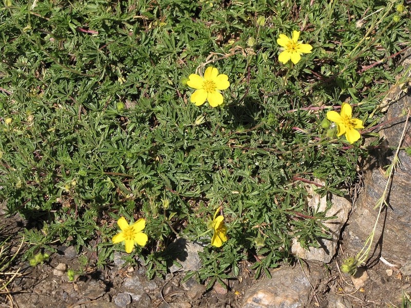 Potentilla reuteri photo 2