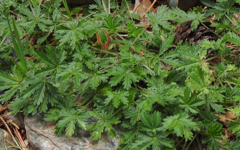 Potentilla reuteri photo 3