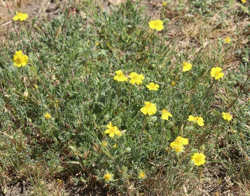 Potentilla reuteri photo 4