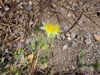 Potentilla reuteri