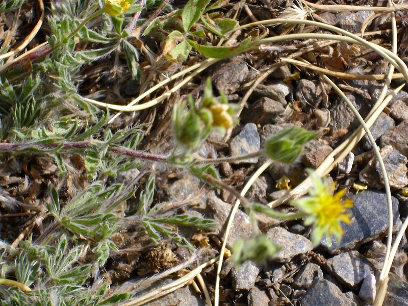 Potentilla reuteri photo 5