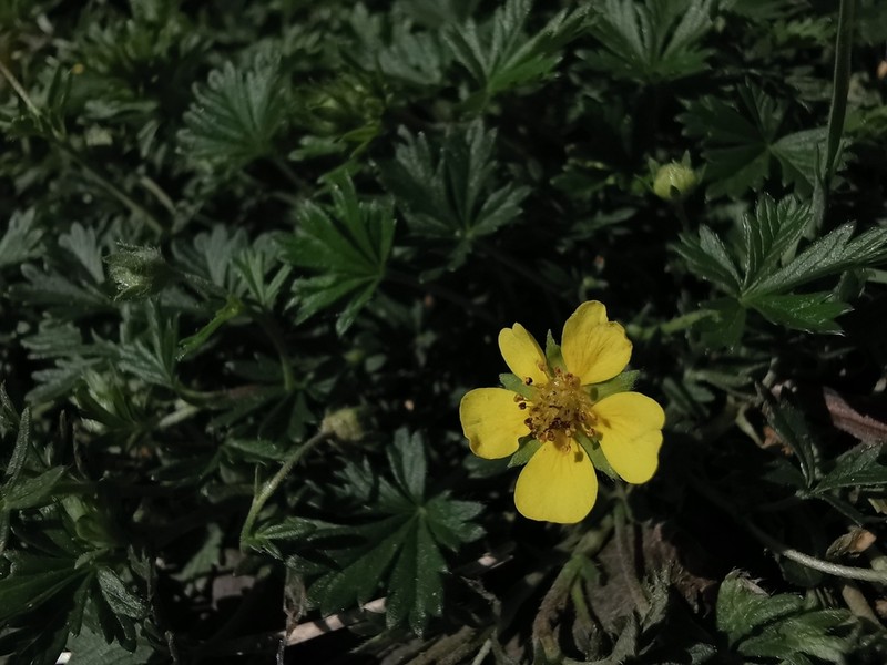 Potentilla rhenana