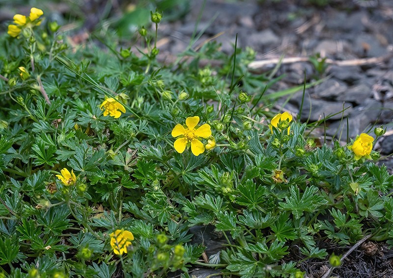 Potentilla rhenana photo 2