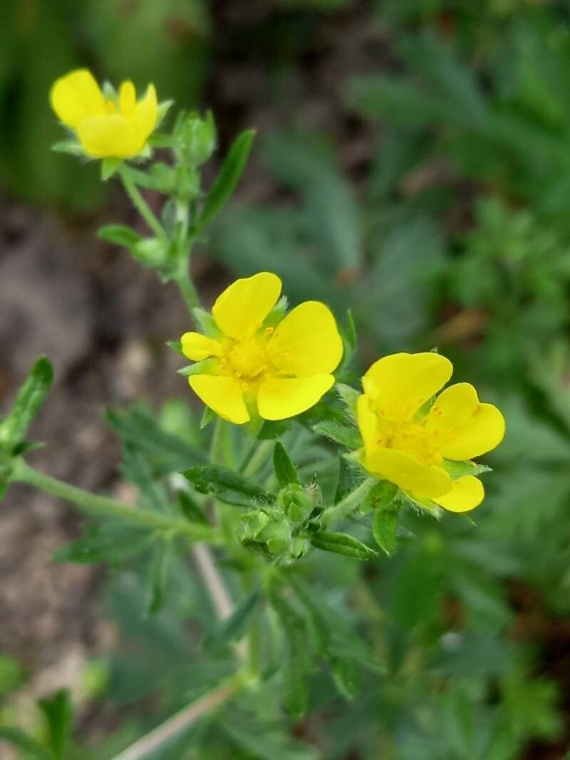 Potentilla rhenana photo 4