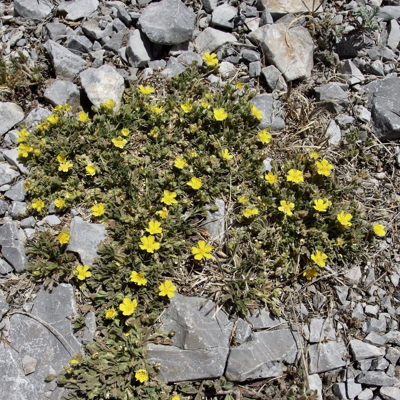 Potentilla rhyolitica photo 4