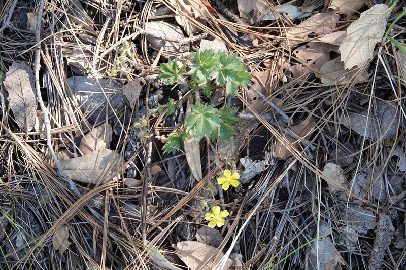 Potentilla rhyolitica photo 5