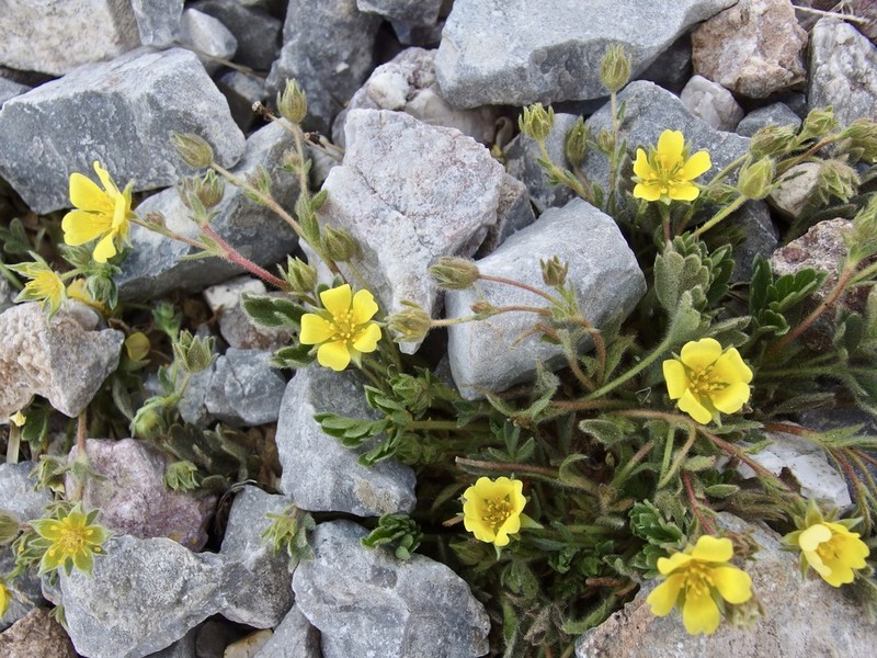 Potentilla rhyolitica photo 6