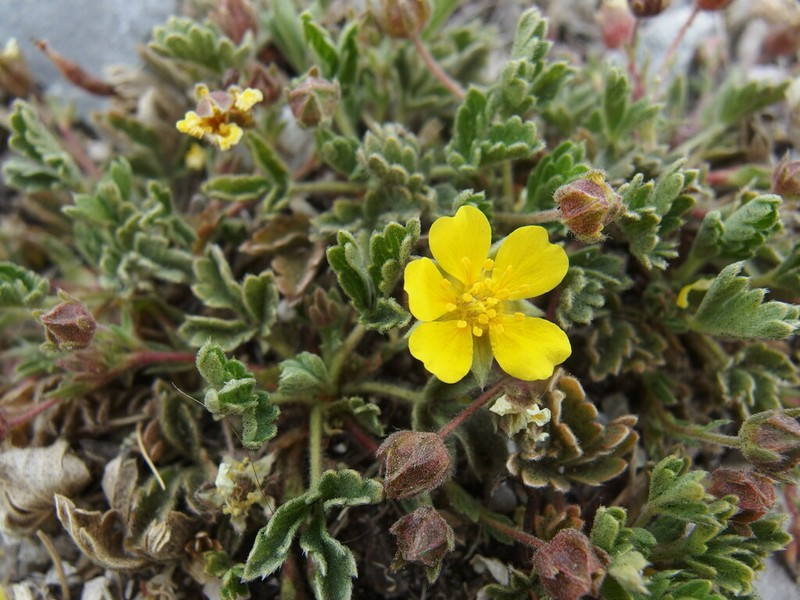 Potentilla rhyolitica photo 8