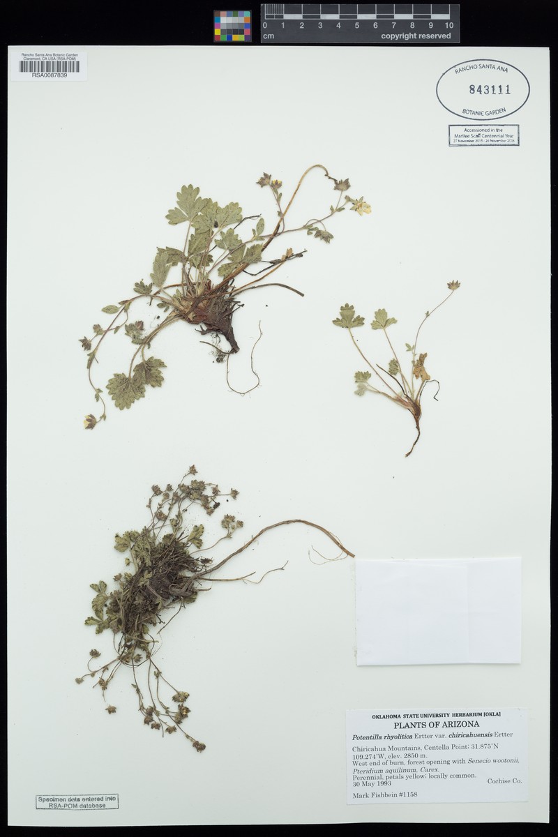 Potentilla rhyolitica var. chiricahuensis