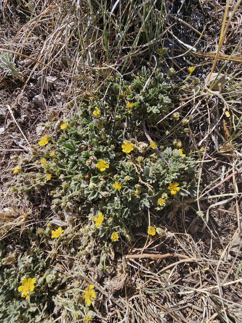 Potentilla rhyolitica var. rhyolitica