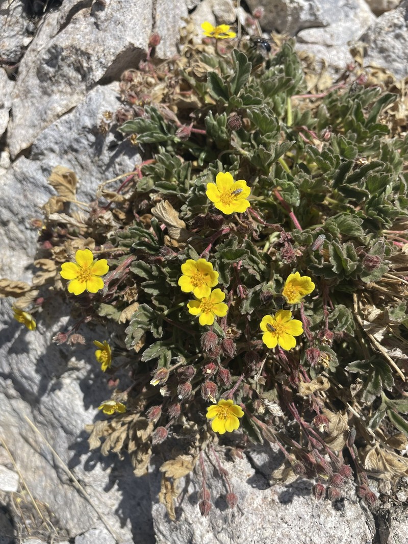 Potentilla rhyolitica var. rhyolitica photo 2