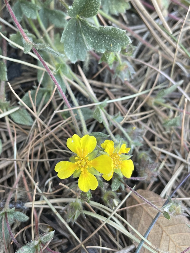 Potentilla rhyolitica var. rhyolitica photo 3