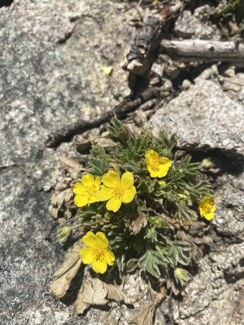 Potentilla rhyolitica var. rhyolitica photo 4