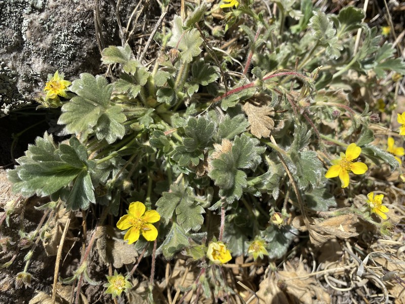 Potentilla rhyolitica var. rhyolitica photo 5