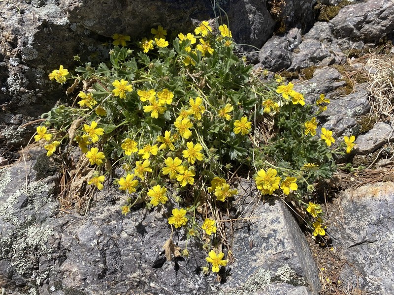 Potentilla rhyolitica var. rhyolitica photo 6